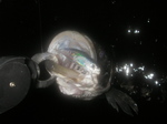 06-5-2-0017.JPG